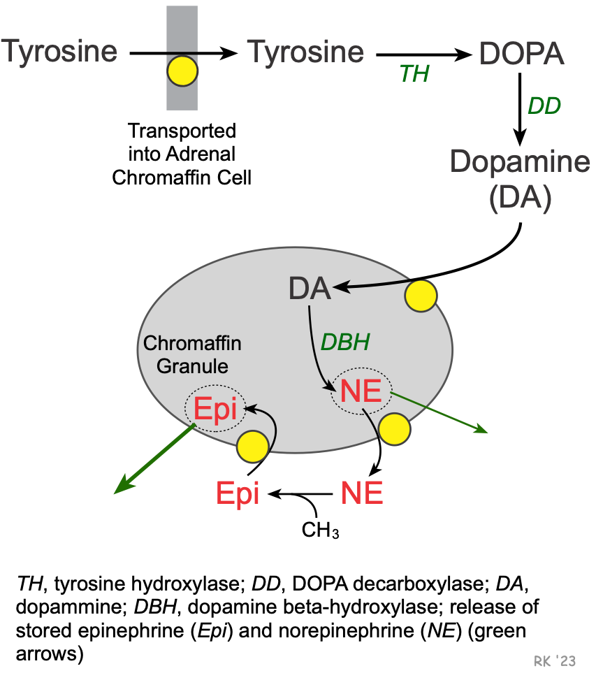 Epinephrine synthesis
